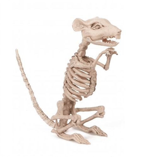 esqueleto rato halloween